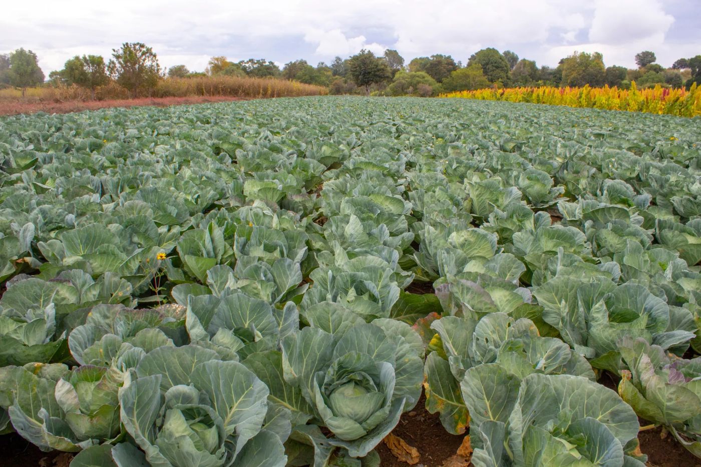 Plantação de repolhos em fileiras, pronta para colheita